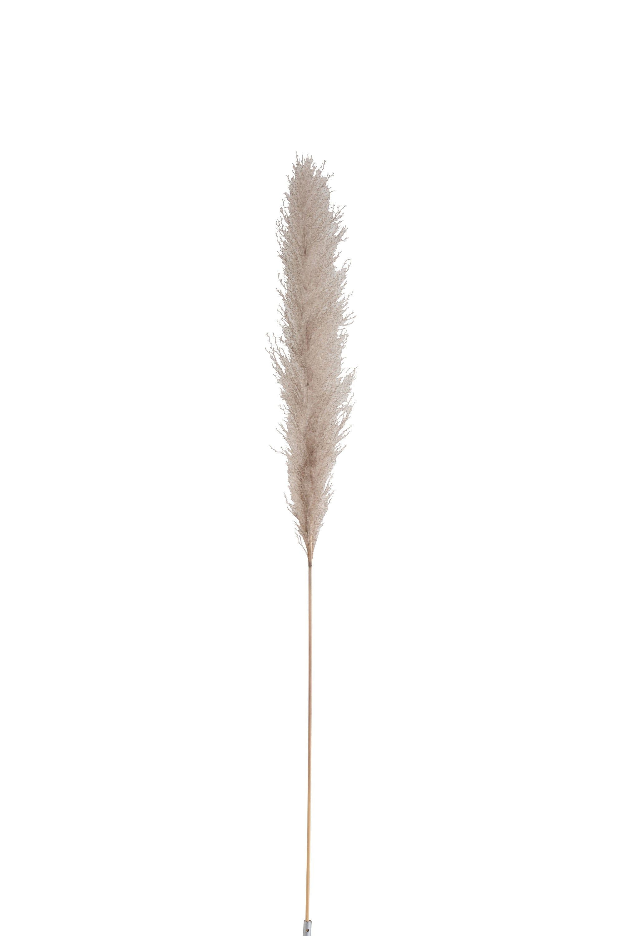 Branch Plume Pampas Grass - tall feathery pampas grass stem