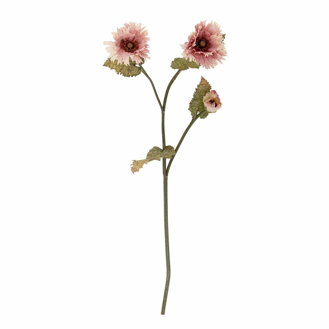 Chrysantemum Stem