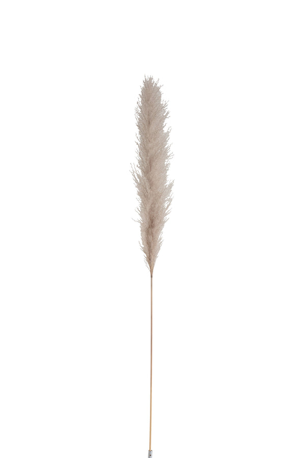 Branch Plume Pampas Grass - tall feathery pampas grass stem