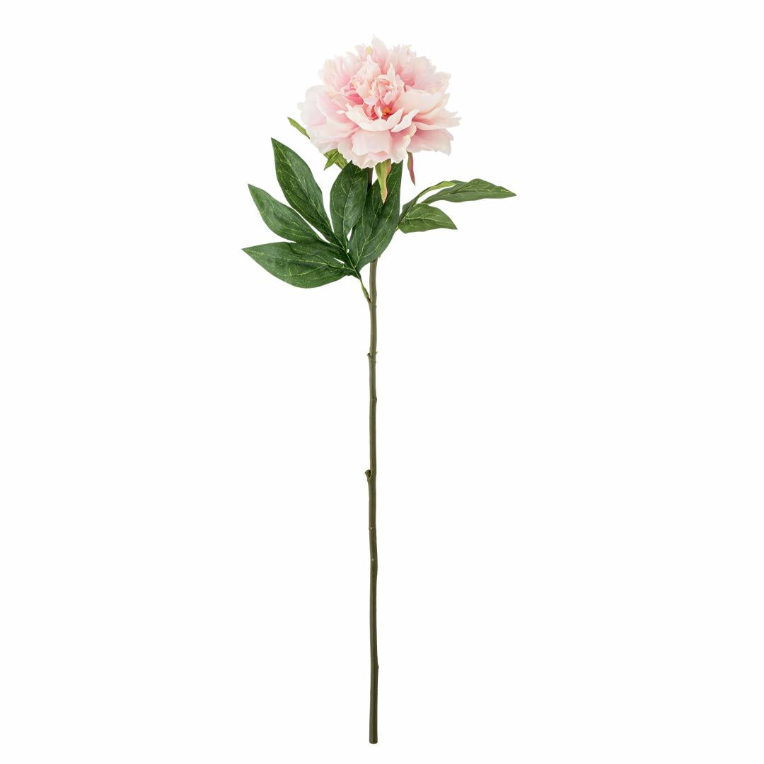 Peony Stem