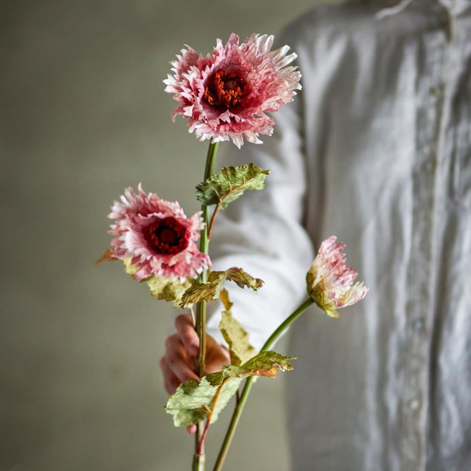 Chrysantemum Stem