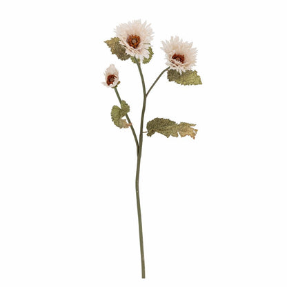 Chrysantemum Stem